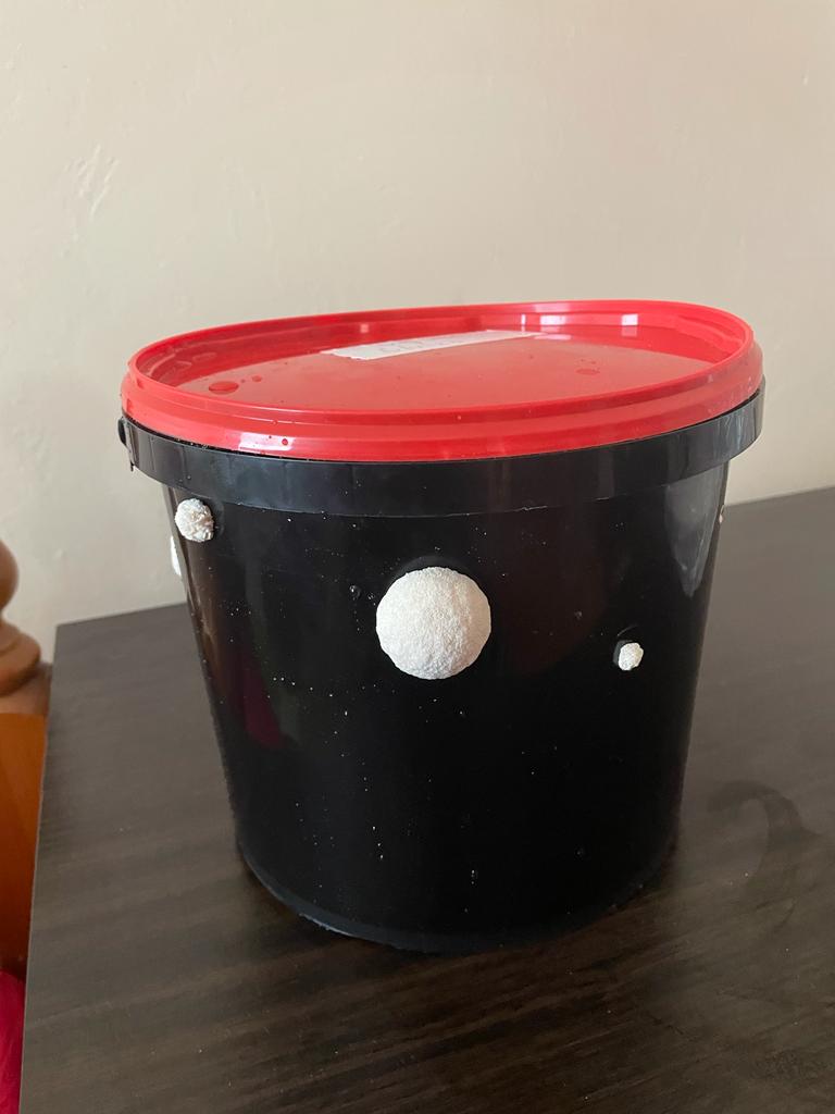 Lions Mane mushrooms grown from spores